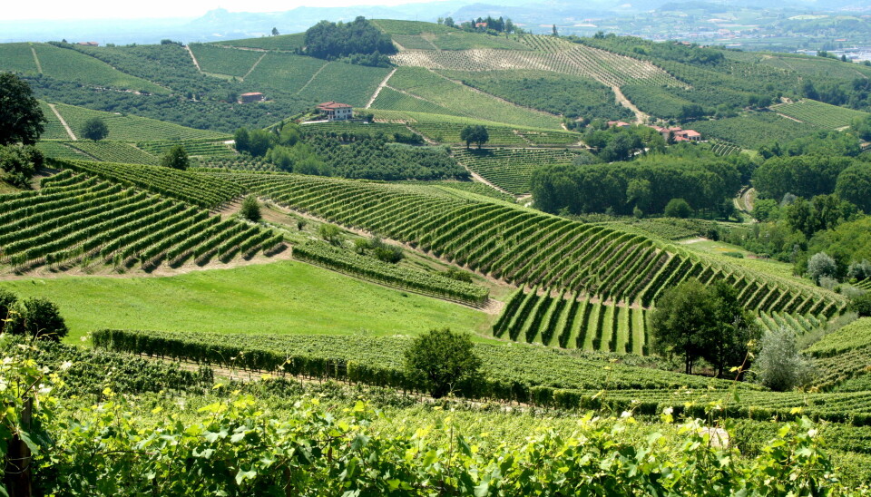 Vinranker i Piemonte