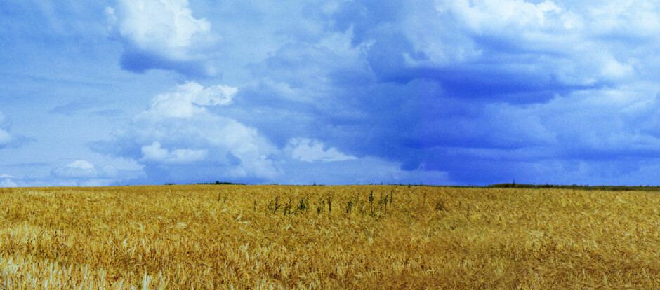 Ukrainas hveteåkrer er blitt et viktig symbol på den ukrainske nasjonen og kulturen.